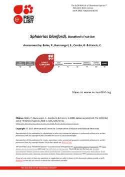 Sphaerias blanfordi, Blandford`s Fruit Bat