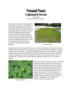 Perennial peanut - UF/IFAS Extension Polk County