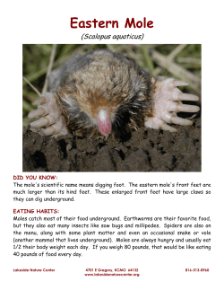 Eastern Mole - Lakeside Nature Center