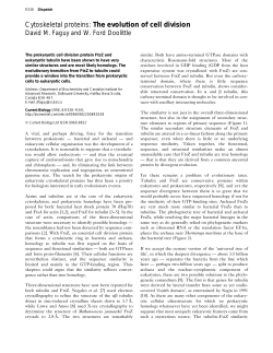 Cytoskeletal proteins: The evolution of cell division
