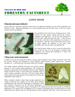 Gypsy Moth - Village of Howard