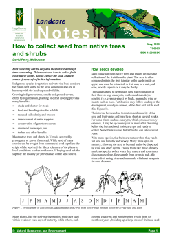How to collect seed from native trees and shrubs