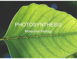 Photosynthesis - CHS Science Department Mrs. Davis