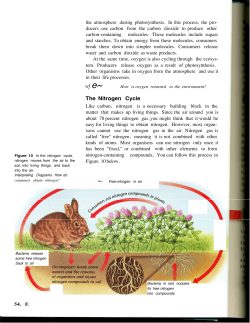 The Nitrogen Cycle - Warren County Schools