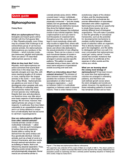 Siphonophores - Brown University