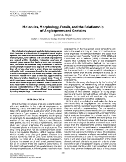 Molecules, Morphology, Fossils, and the Relationship of