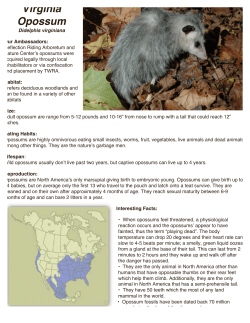 Opossums - Reflection Riding