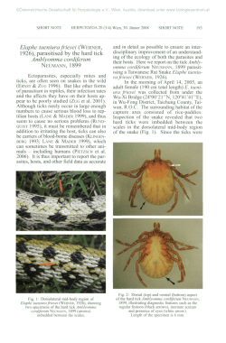 1926), parasitised by the hard tick Amblyomma cordiferum