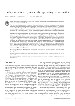 Limb posture in early mammals: Sprawling or parasagittal