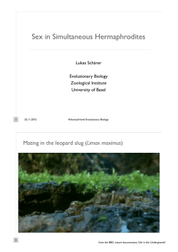 Sex in Simultaneous Hermaphrodites.key