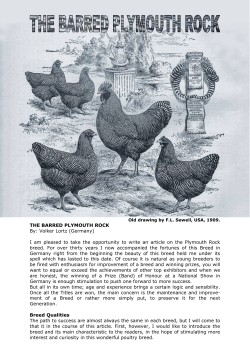 THE BARRED PLYMOUTH ROCK By: Volker