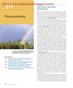 Ch10 Photosynthesis Biology 1 Book