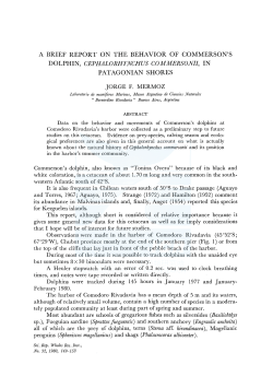 Mermoz, J. F. A brief report on the behavior of commerson`s dolphin