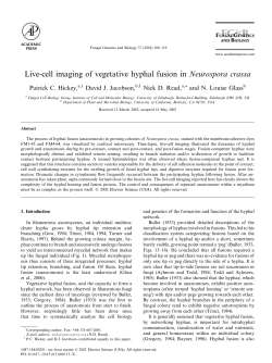Live-cell imaging of vegetative hyphal fusion in Neurospora crassa