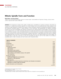 Mitotic Spindle Form and Function