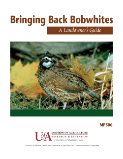 Bringing Back Bobwhites