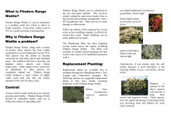 Flinders Range Wattle Replacement Program