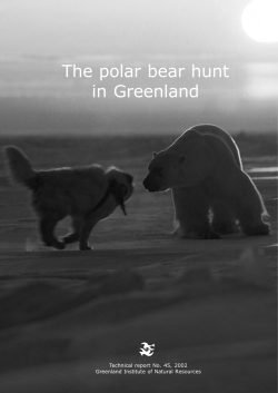 The polar bear hunt in Greenland