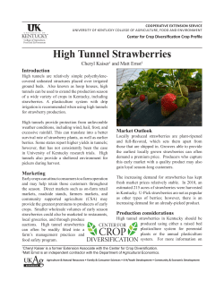 High Tunnel Strawberries