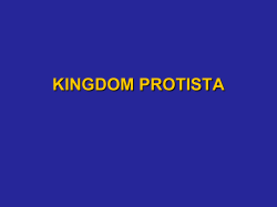 kingdom protista - Warner Pacific College