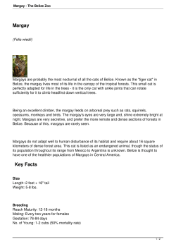 Margay - The Belize Zoo