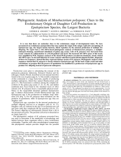 Phylogenetic Analysis of Metabacterium polyspora