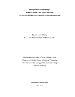 Flying with Membrane Wings: How Bats Shape Their Wings with