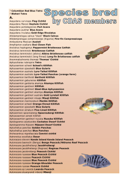? Columbian Red Blue Tetra ? Bleheri Tetra Aequidens curviceps