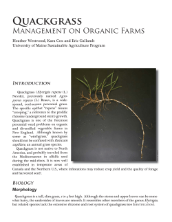 Quackgrass—Management on Organic Farms