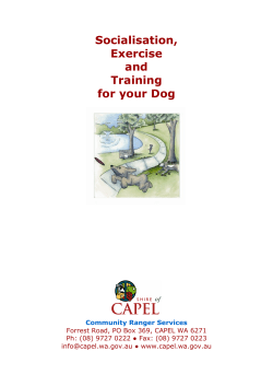 Socialisation, Exercise and Training for your Dog