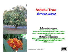 Ashoka Tree