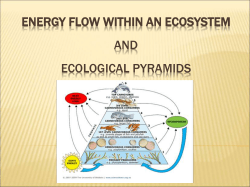 Energy Flow Within An Ecosystem