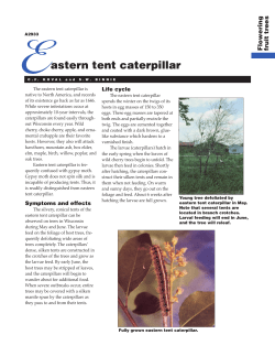 Eastern Tent Caterpillar - Crawford County