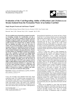 Evaluation of the Coal-Degrading Ability of Rhizobium and