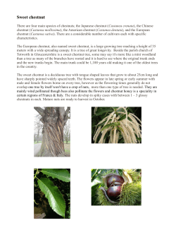 Sweet chestnut - Green Cuisine Trust