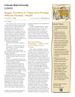 Sugar Content in Feed and Forage Affects Horses` Health
