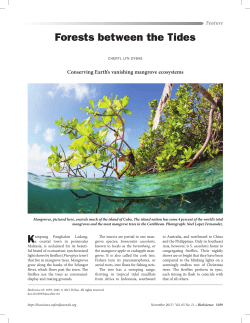 Forests between the Tides