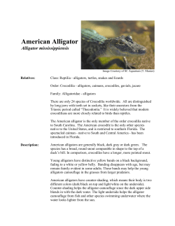 American Alligator - South Carolina Aquarium