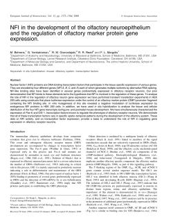 NFI in the development of the olfactory neuroepithelium and the