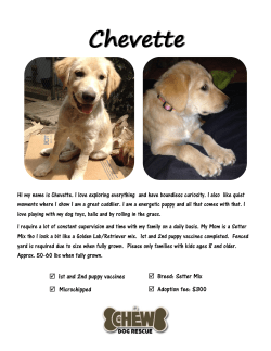 Chevette flyer - CHEW Dog Rescue