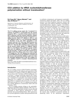 CCA addition by tRNA nucleotidyltransferase: polymerization