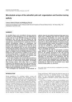 Microtubule arrays of the zebrafish yolk cell: organization and