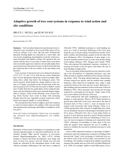 Adaptive growth of tree root systems in response to wind actio