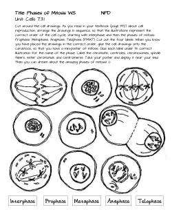 Interphase Prophase Metaphase Anaphase Telophase