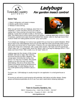 Ladybugs - Town and Country Gardens
