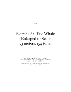 Sketch of a Blue Whale (Enlarged to Scale: 23