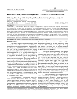 Anatomical study of the ostrich (Struthio camelus