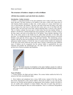 Hein van Grouw The structure of feathers: simple as well as brilliant
