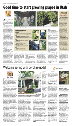 Good time to start growing grapes in Utah