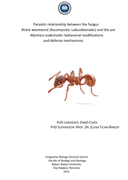 Parasitic relationship between the fungus Rickia wasmannii